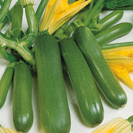 Фото Кабачок Комо