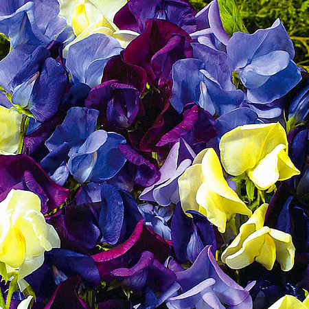 Фото Душистый горошек Морская пена