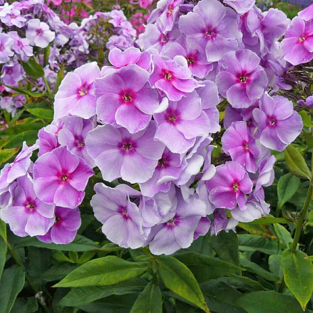 Фото Флокс метельчатый Грэфин фон Шверин