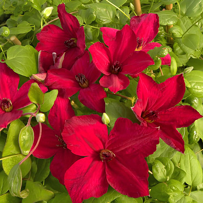 Клематис Джон Хоувеллс