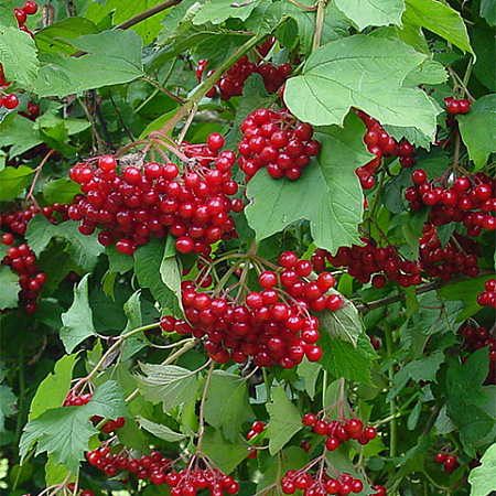 Фото Калина Жолобовская