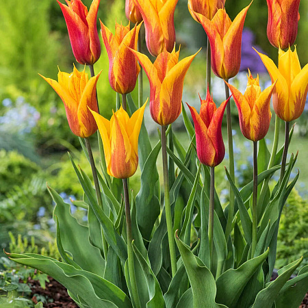 Фото Тюльпан лилиецветный Вендеглоб