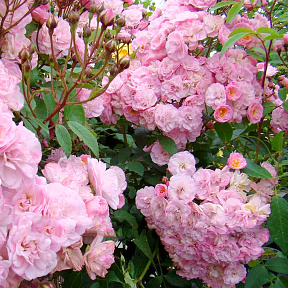 Роза мускусная Хавенли Пинк