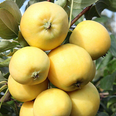 Яблоня Уральское наливное