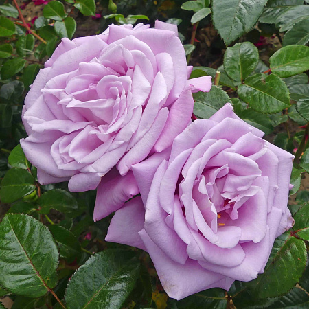 Фото Роза чайно-гибридная Блю Мун