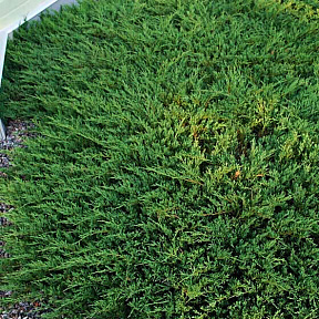 Можжевельник горизонтальный Андорра Компакт