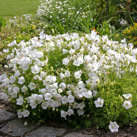 Фото Колокольчик карпатский Белые клипсы