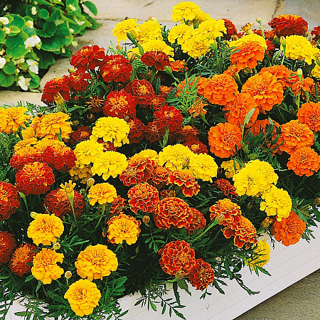 Фото Бархатцы французские Чемпион Яркий набор