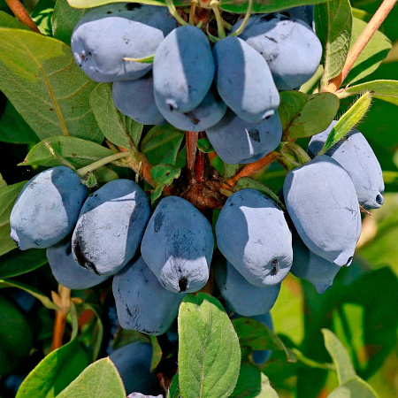 Фото Жимолость Лори