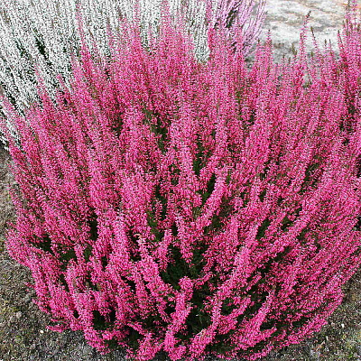 Вереск обыкновенный Афродита