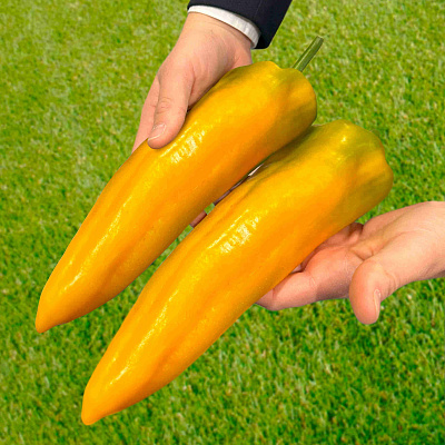 Перец сладкий Саян F1