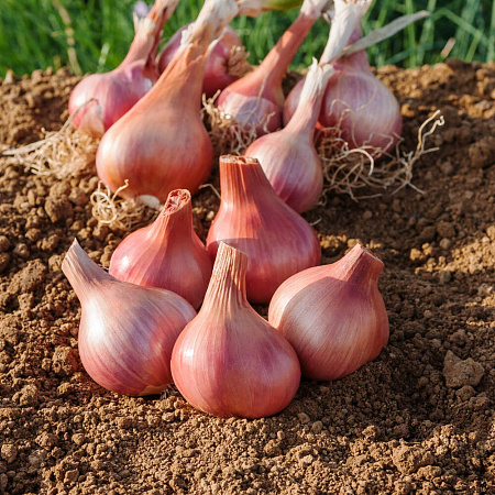 Фото Лук семейный (шалот) Ред Сан