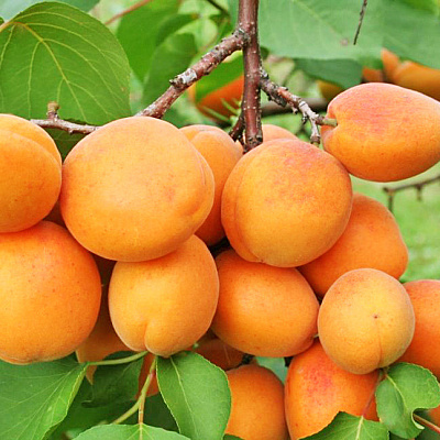 Абрикос Харгранд