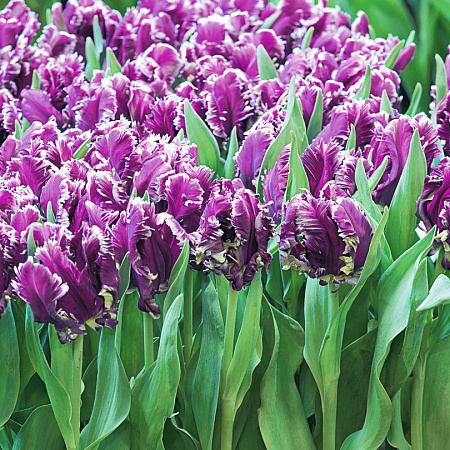 Фото Тюльпан Таинственный