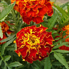 Бархатцы французские Брокат ред