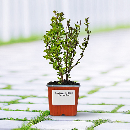 Фото Барбарис тунберга Голден Торч