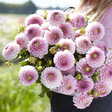 Фото Георгин помпонный Визард Оф Оз
