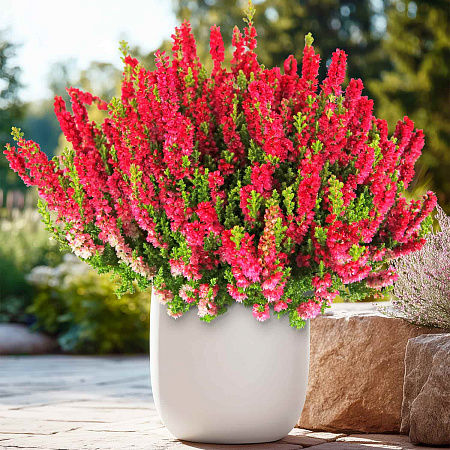 Фото Вереск обыкновенный Дарк Бьюти