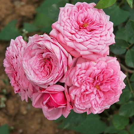 Фото Роза шрабовая Дьюранс Ансьон