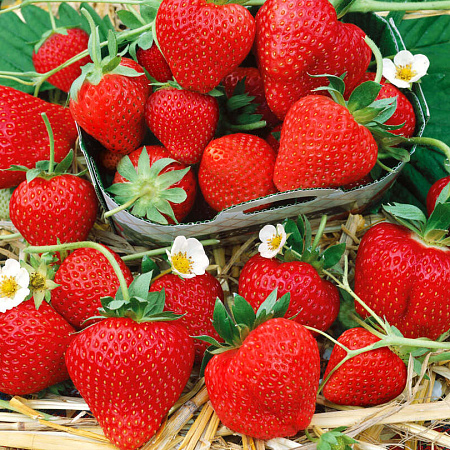 Фото Земляника садовая Монтерей