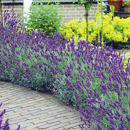 Фото Лаванда узколистная Эрли  Блю Сцент