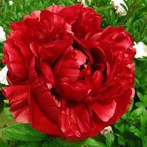 Пион травянистый Генри Бокстос