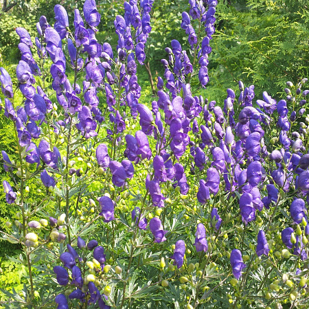 Фото Аконит Кузнецова