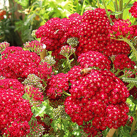 Фото Тысячелистник Красный бархат