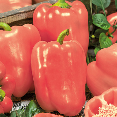 Перец сладкий Яркая радуга F1