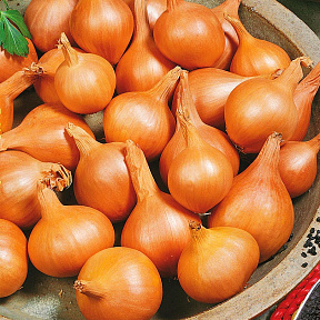 Лук семейный (шалот) Великоустюгский