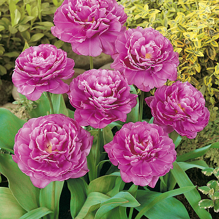 Фото Тюльпан Сиреневый совершенный