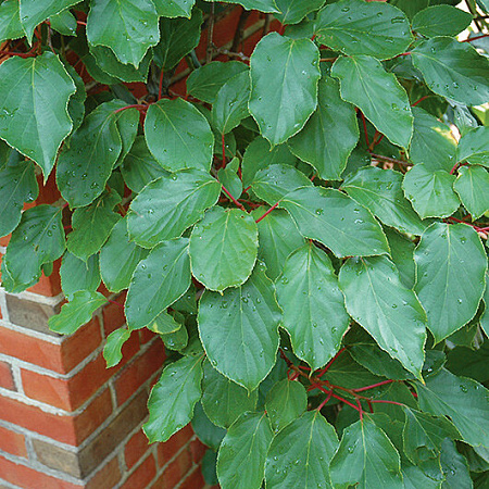 Фото Комплект Актинидий остролистных: Вейки, Джамбо