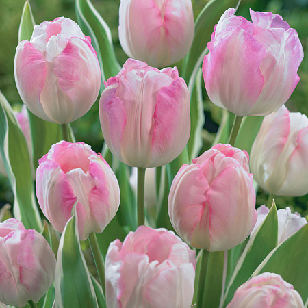 Фото Тюльпан Новый дизайн