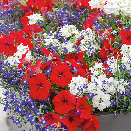 Фото Набор Сны о России