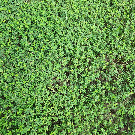 Фото Куммеровия Полосатая