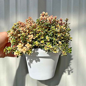 Тимьян лимоннопахнущий Фоксли