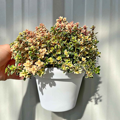 Тимьян лимоннопахнущий Фоксли