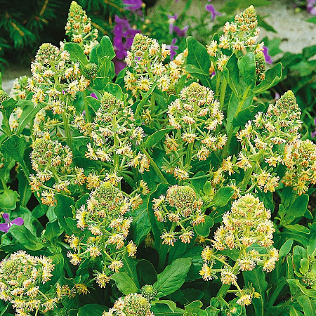 Фото Резеда душистая Кремово-белая