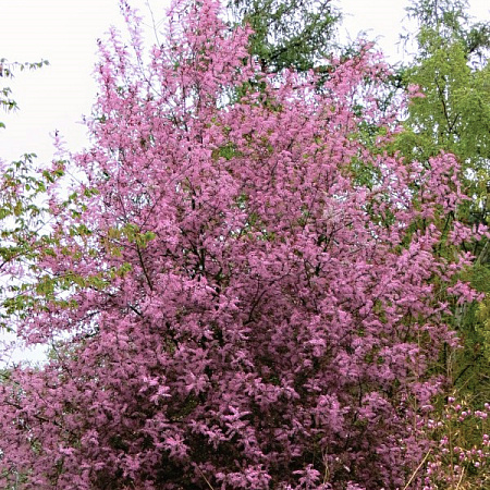 Фото Черемуха обыкновенная Колората