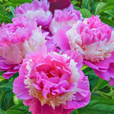 Фото Пион Щербет