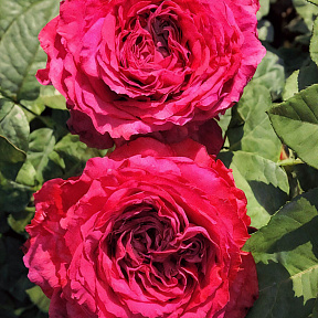 Роза флорибунда Четырёх ветров