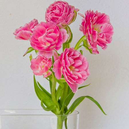 Фото Тюльпан Анна Флер