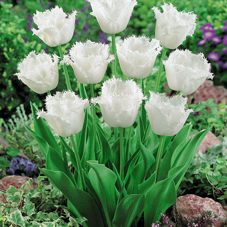 Фото Тюльпан Медовый месяц