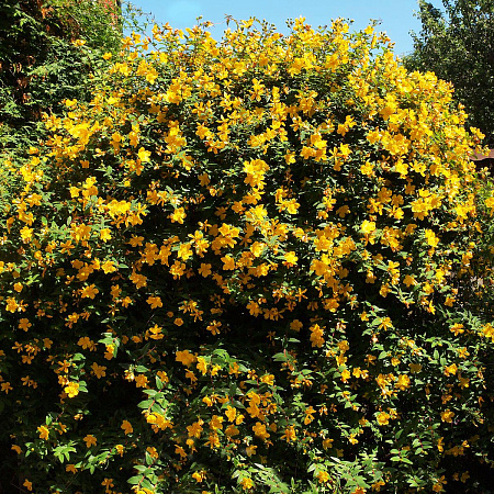 Фото Зверобой Хидкоут