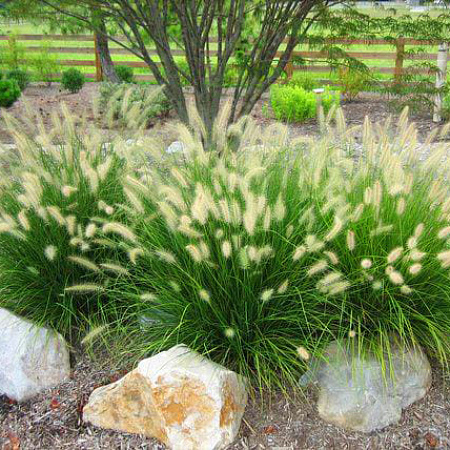 Фото Пеннисетум лисохвостовый Литл Банни