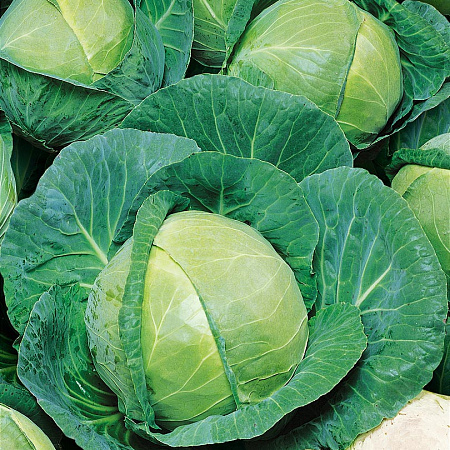 Фото Капуста белокочанная Бурбон F1