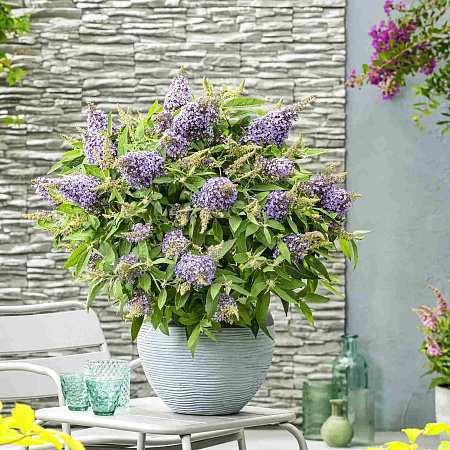 Фото Буддлея Баттерфляй Кенди Литл Лила