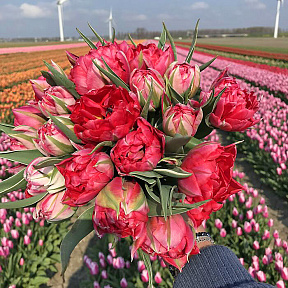 Тюльпан махровый ранний Флеш Поинт