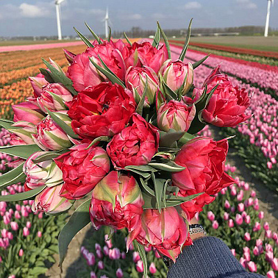 Тюльпан махровый ранний Флеш Поинт