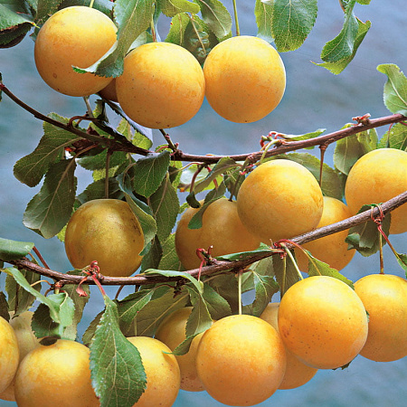 Фото Слива Уральская золотистая